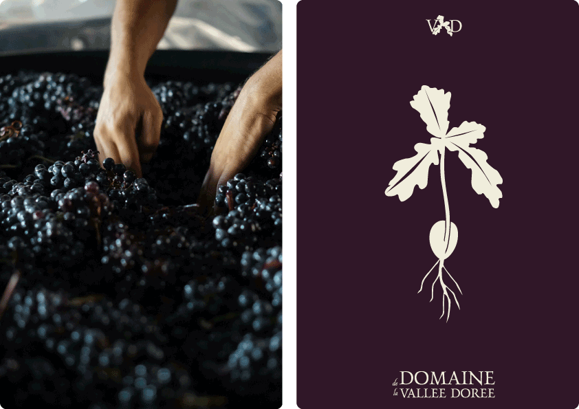Mains manipulant des grappes de raisin sombres et mûres lors de la récolte, avec un logo et un schéma de germe de plante stylisé de "Le Domaine La Vallée Dorée" sur fond pourpre.